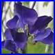 Royal-Navy-Blue-Sweet-Pea-Seeds-Non-GMO-Flower-Seeds-Seed-Store-1208-01-jicg